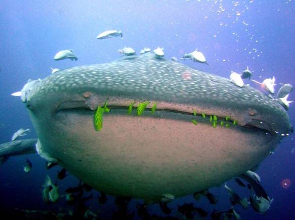 Whale sharks Seychelles