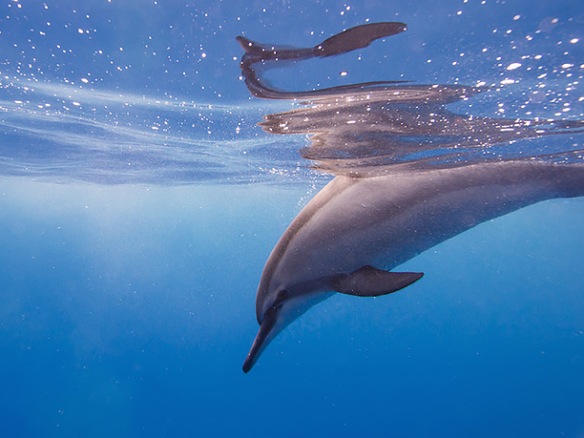 Lam_Underwater_EM5_Dolphin